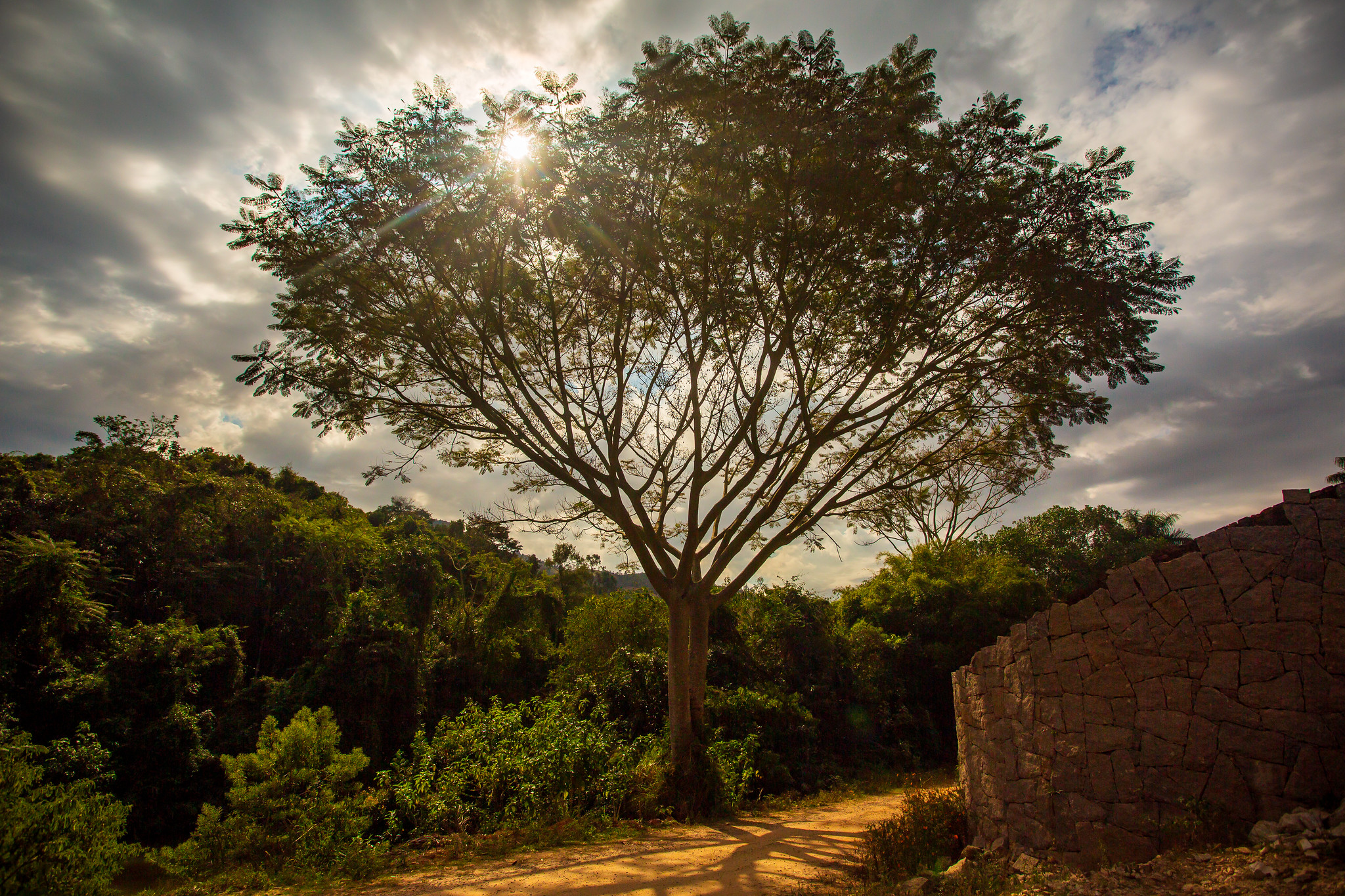 Instituto Jequitibá-Borá
