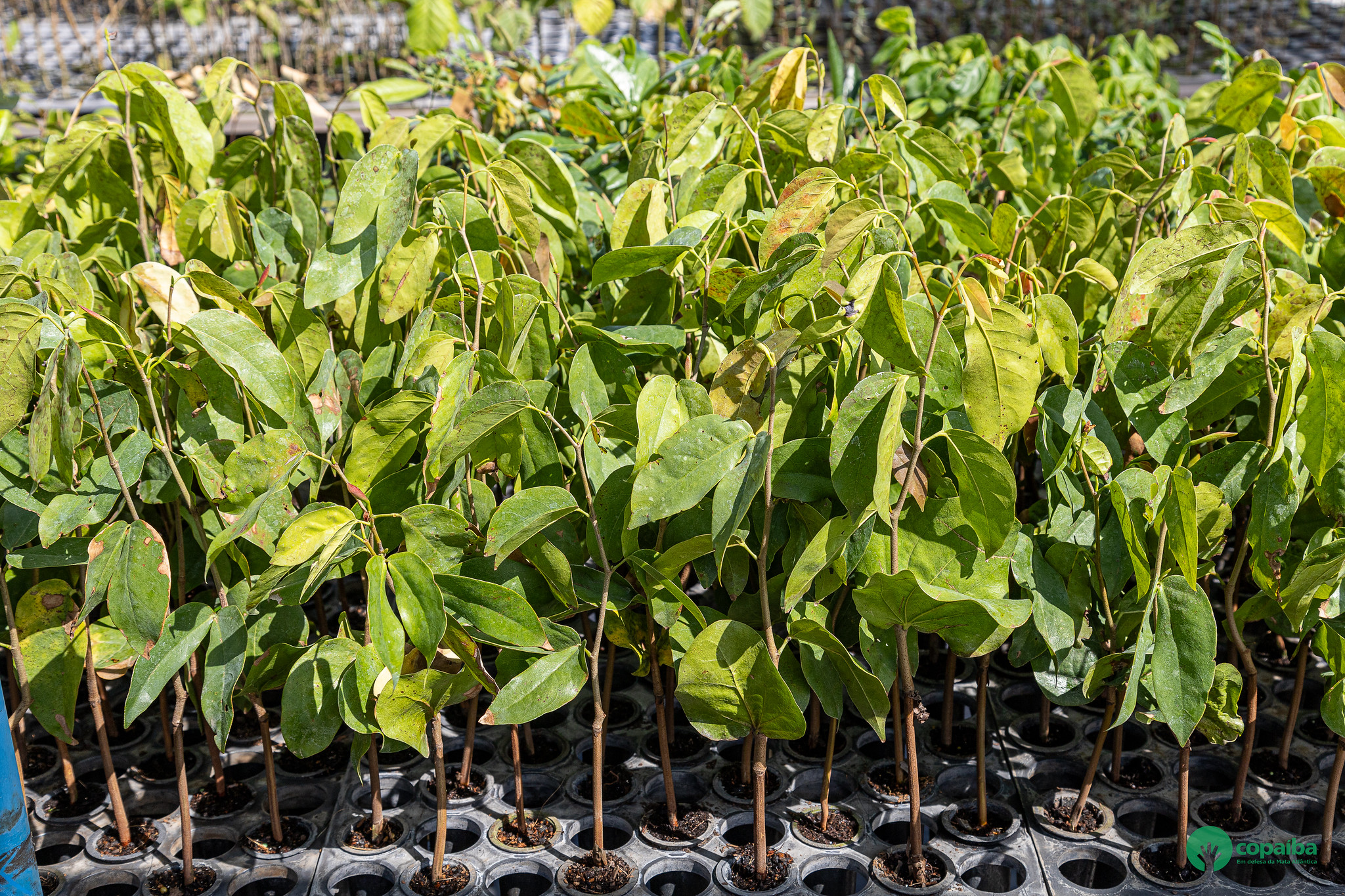 Instituto Jequitibá-Borá