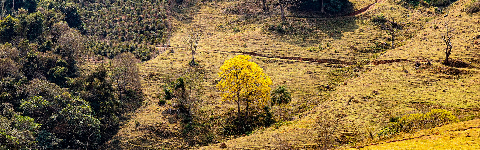 Instituto Jequitibá-Borá