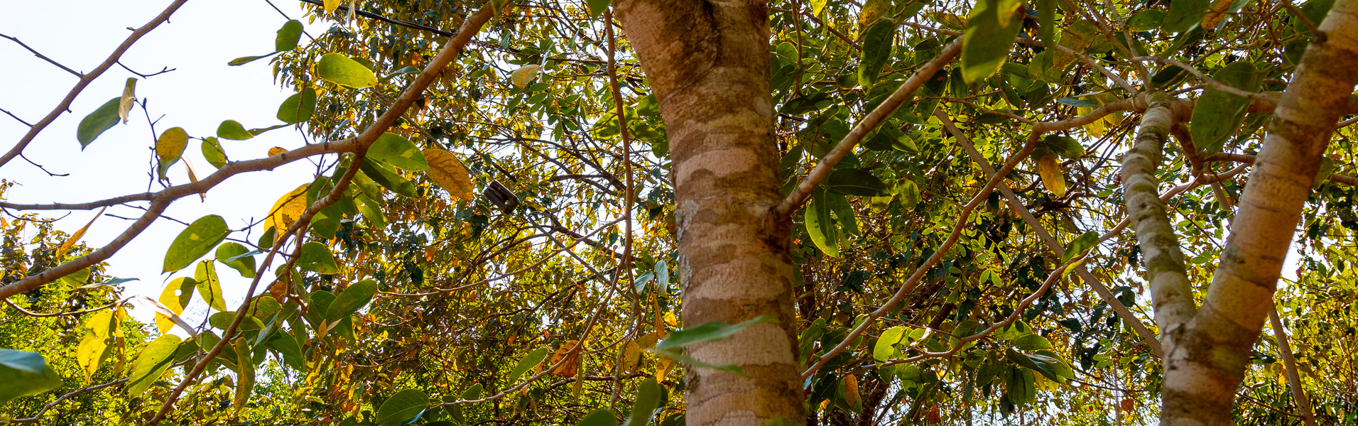 Instituto Jequitibá-Borá