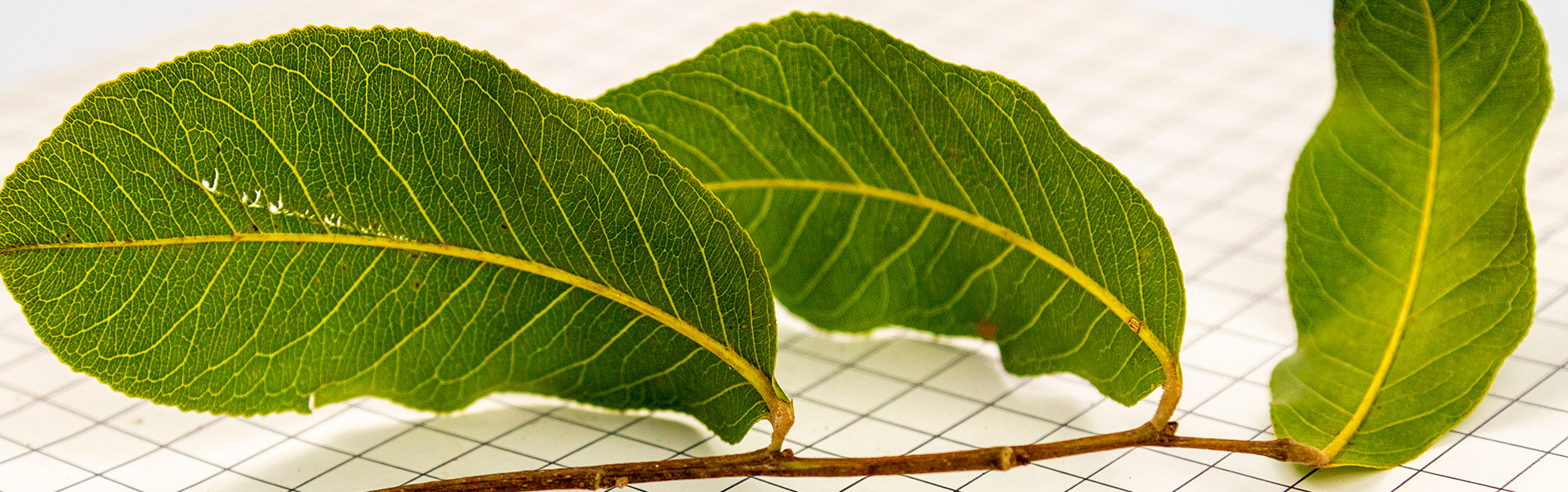 Instituto Jequitibá-Borá